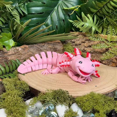 Axolotl