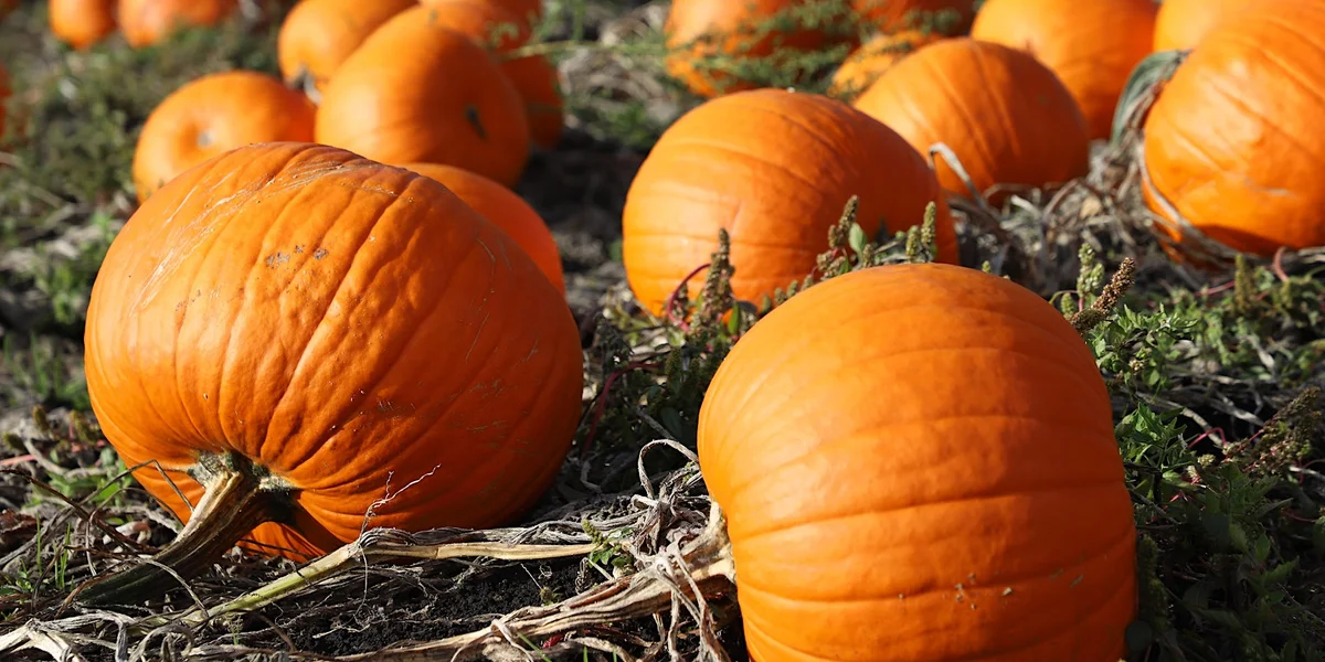 Merrist Wood Pumpkin Patch - BETTY